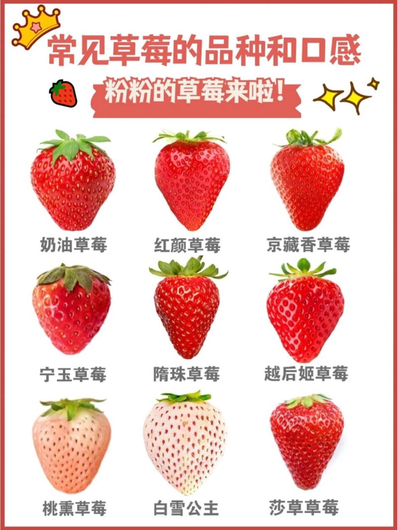 济南草莓产业的新篇章:甜美的果实背后