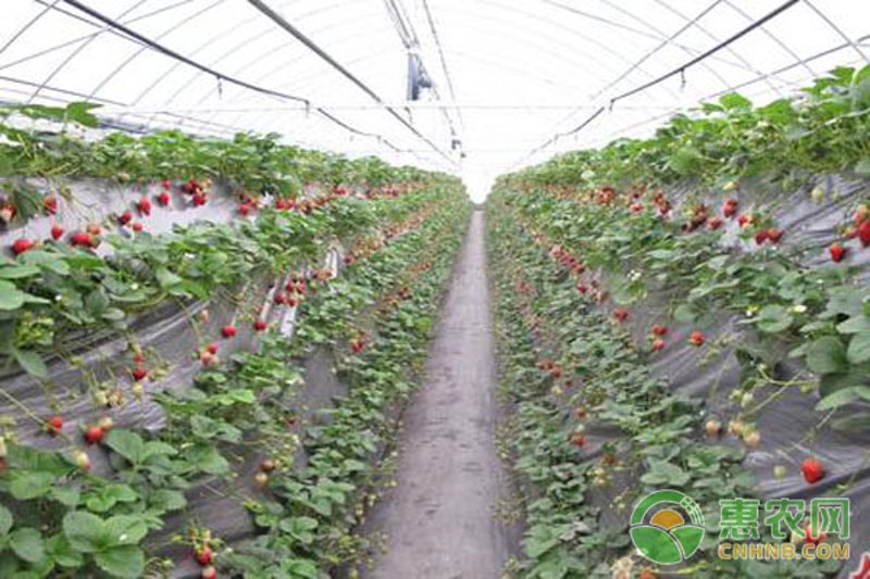 草莓种植技术浅析：从选种到收获全程解读