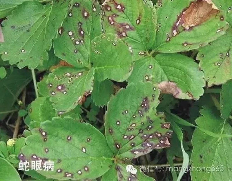 草莓产业在济南:一抹鲜甜的丰收画卷