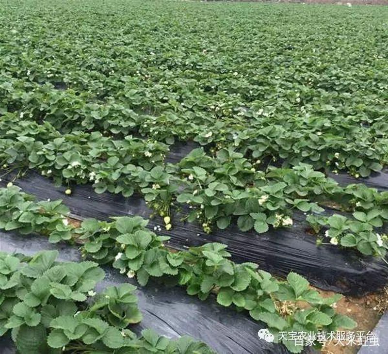 历城区草莓产业:一颗颗鲜美果实见证协会力量