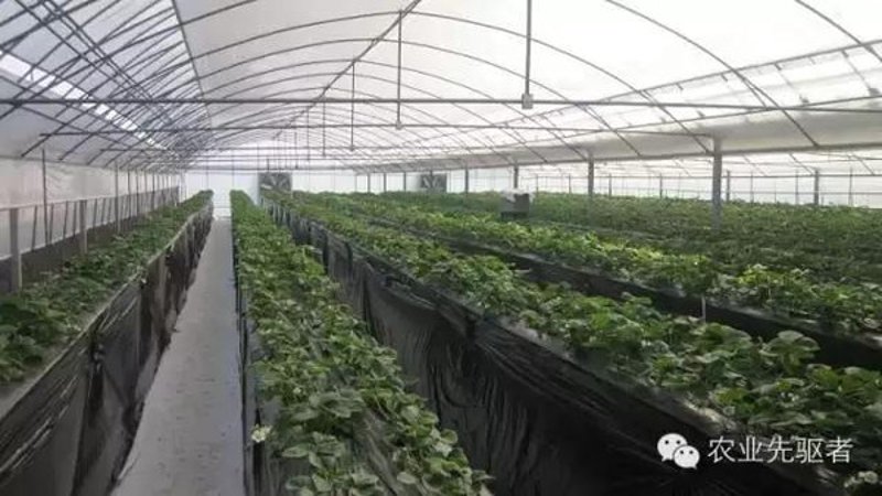历城区草莓协会:用心培育甜蜜事业