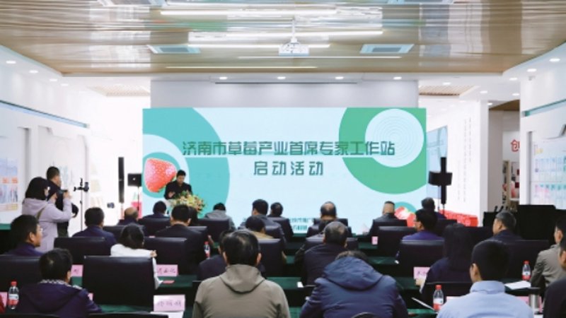 如何挑选优质济南草莓?