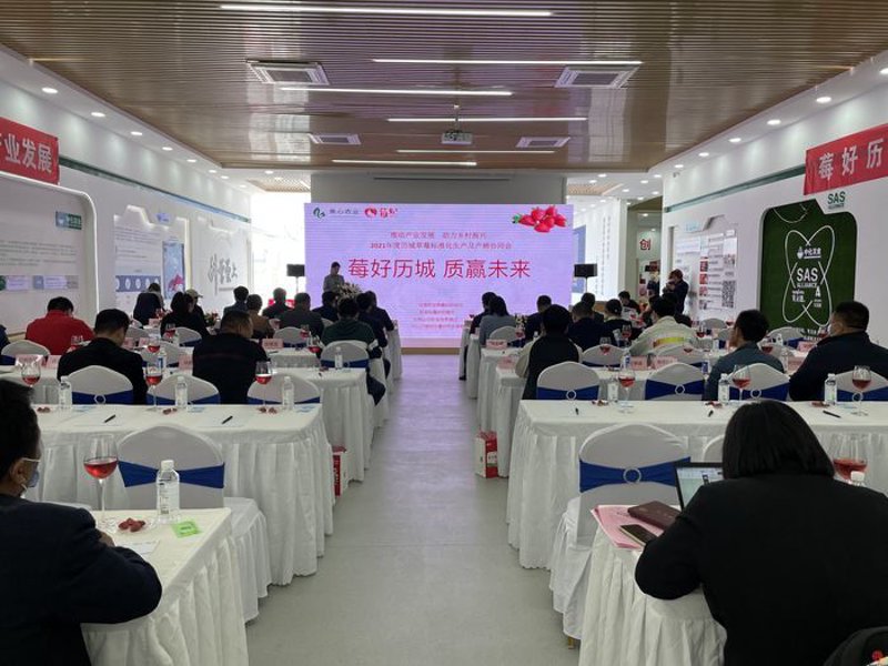 历城区草莓协会：引领草莓产业迈上新台阶